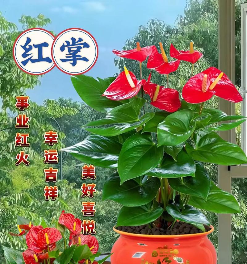 红掌花的寓意与象征是什么？如何正确理解红掌花的含义？