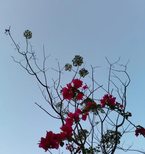 十一月象征的花是什么？有哪些花代表这个月份？