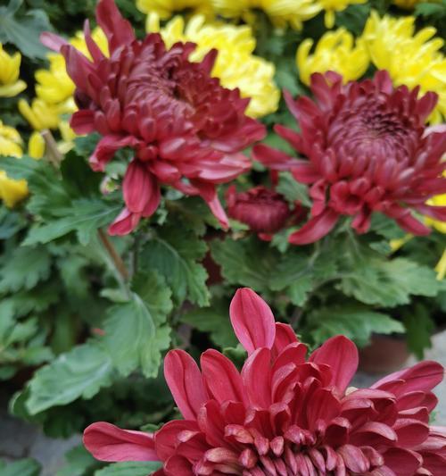 十一月象征的花是什么？有哪些花代表这个月份？