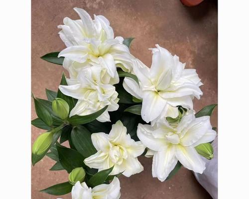 象征和谐共处的花是什么花？寻找代表和平与共融的花卉有哪些？