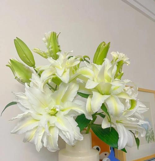 象征和谐共处的花是什么花？寻找代表和平与共融的花卉有哪些？