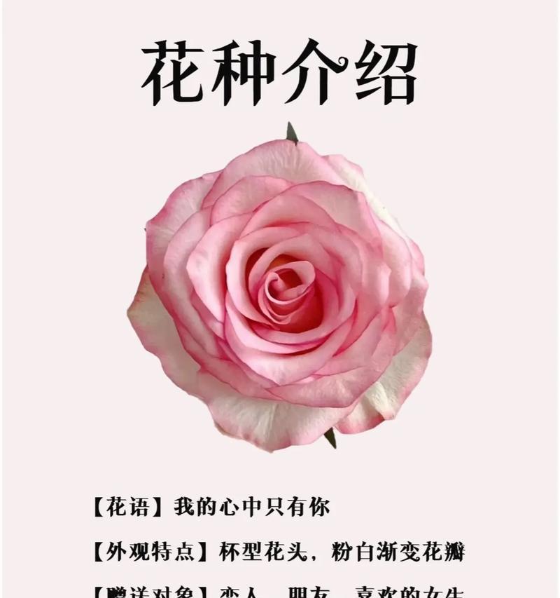 天使送玫瑰花的寓意是什么？花语背后隐藏的神秘含义？
