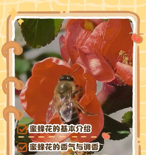 小花仙中代表勇气的花有哪些？它们的象征意义是什么？