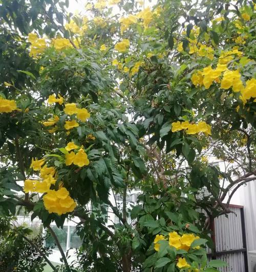 象征静心凝神的花有哪些？它们的花语是什么？