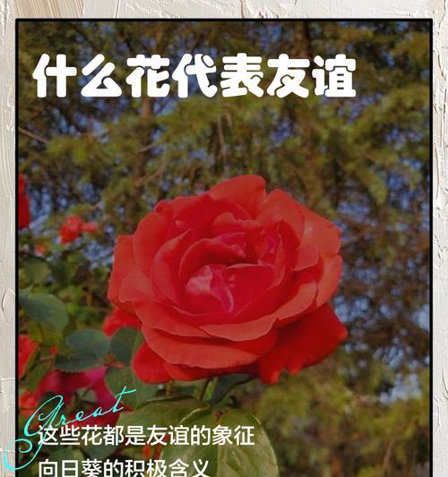 象征友谊复合的花束是什么花？如何用花语表达歉意和和解？