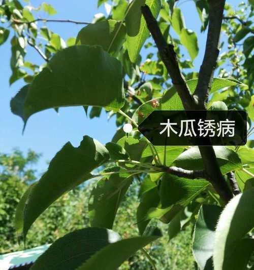 木瓜叶子发黄干枯的原因有哪些？