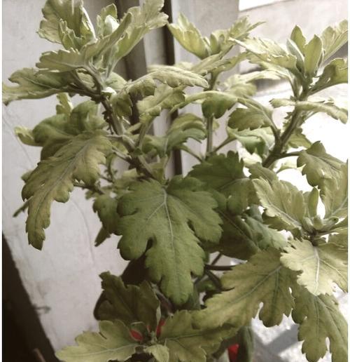 木瓜叶子发黄干枯的原因有哪些？