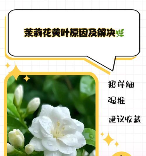 茉莉叶子发黄怎么办？修剪技巧是什么？