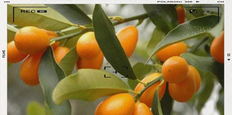 观赏植物中哪些有黄色的果子？它们的养护要点是什么？