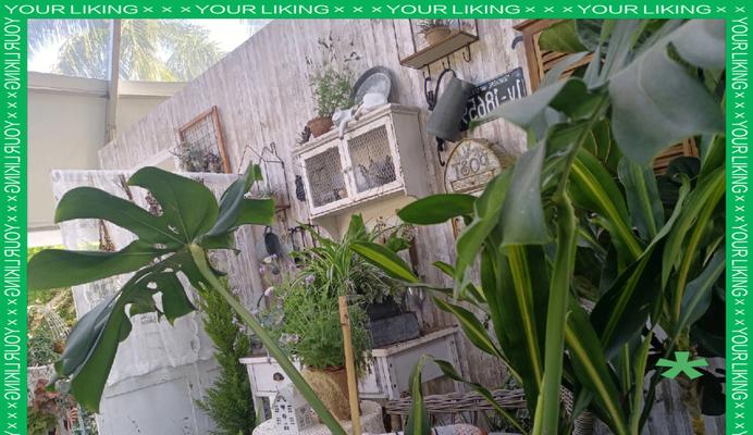阳台筐中种植哪些花卉组合最为合适？