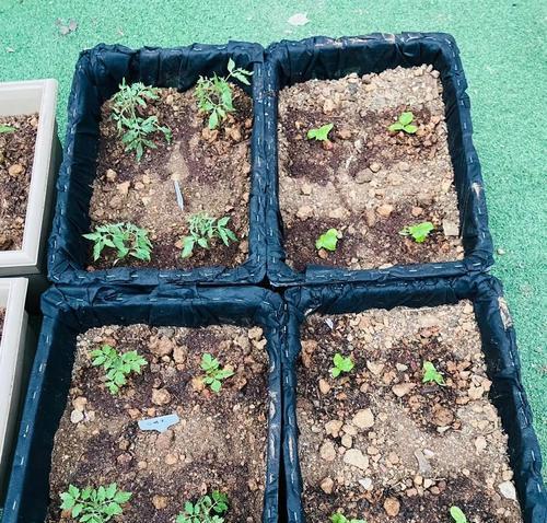阳台筐中种植哪些花卉组合最为合适？