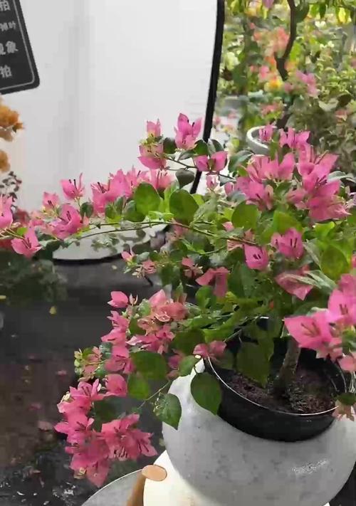 金鱼花叶子发黄干枯是什么原因？如何解决？