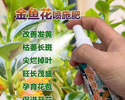 金鱼花叶子发黄干枯是什么原因？如何解决？
