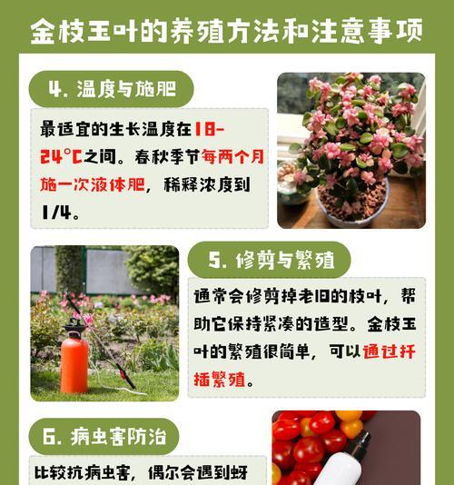 野地种植香草植物的方法是什么？需要注意什么？