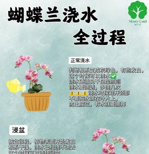 蝴蝶兰专用肥料如何自制？