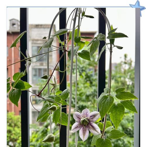 铁线莲耐阴好养吗冬天怎么养？冬季护理要点有哪些？