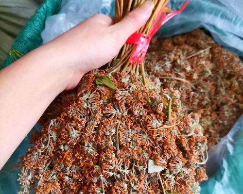 德宏州野生花卉有哪些品种？如何进行养护？