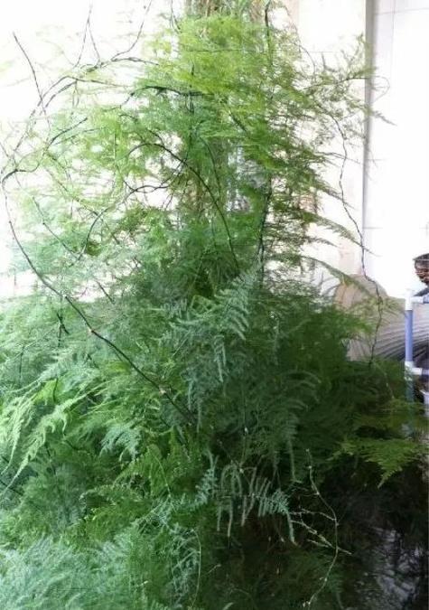 人工推播种楼梯的正确名称是什么？