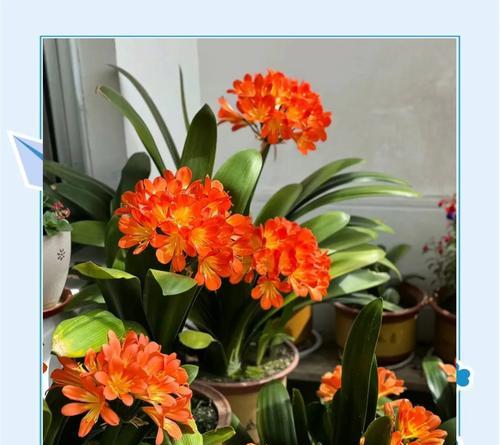 君子兰花篮摆放技巧有哪些？