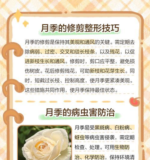 单只月季怎么种植的好？有哪些技巧？