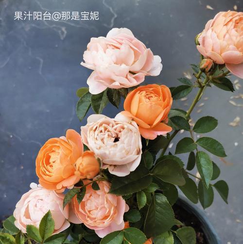 单只月季怎么种植的好？有哪些技巧？