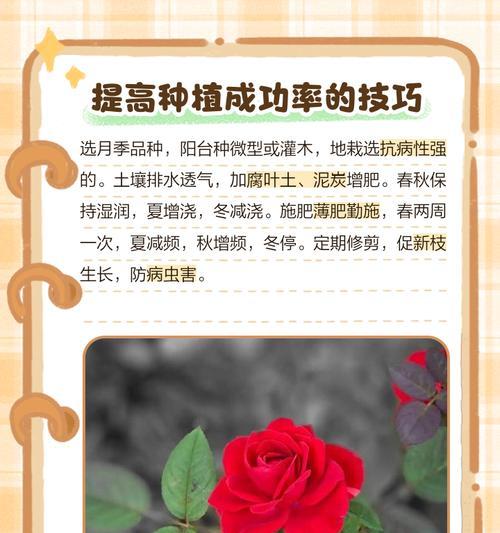 单只月季怎么种植的好？有哪些技巧？