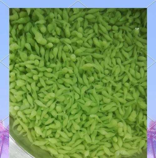弯豆水栽培的关键技术要点是什么？