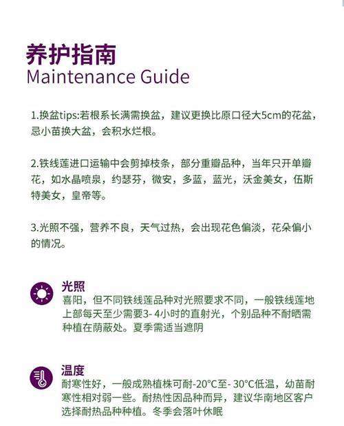 铁线莲大苗根的种植方法是什么？如何正确种植？