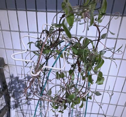 铁线莲大苗根的种植方法是什么？如何正确种植？