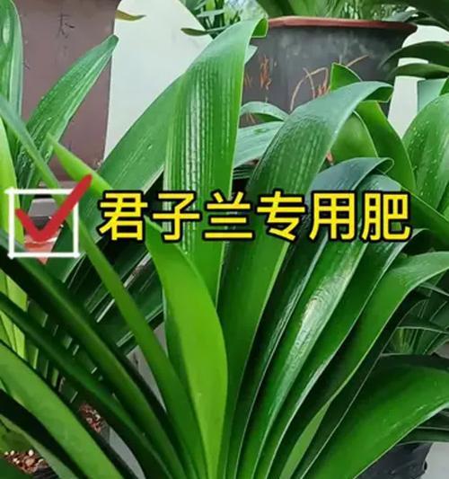君子兰开花期需要哪种肥料？