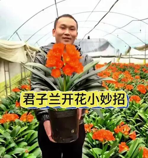君子兰开花期需要哪种肥料？