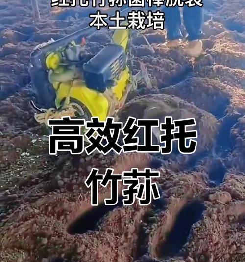 竹荪原料栽培技术有哪些？