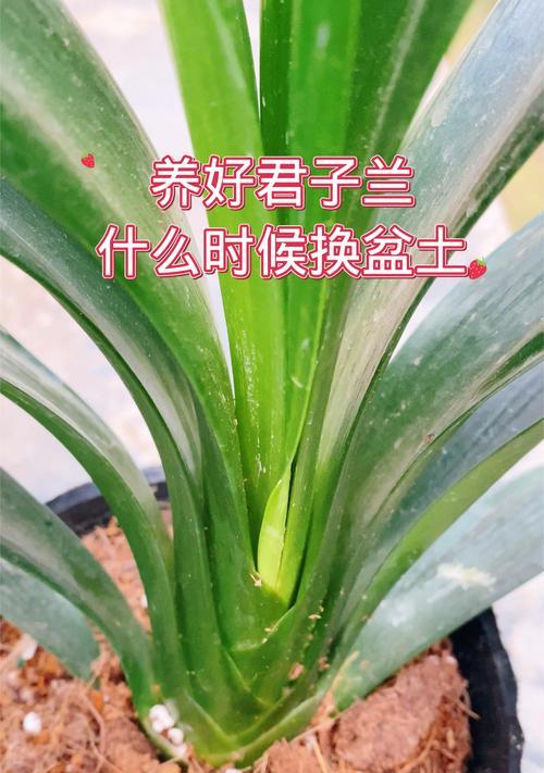 君子兰换土修根换盆的正确步骤是什么？