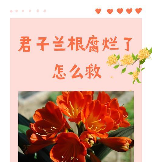 君子兰换土修根换盆的正确步骤是什么？