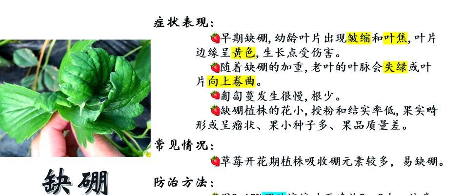苗期叶子发黄卷叶如何处理？