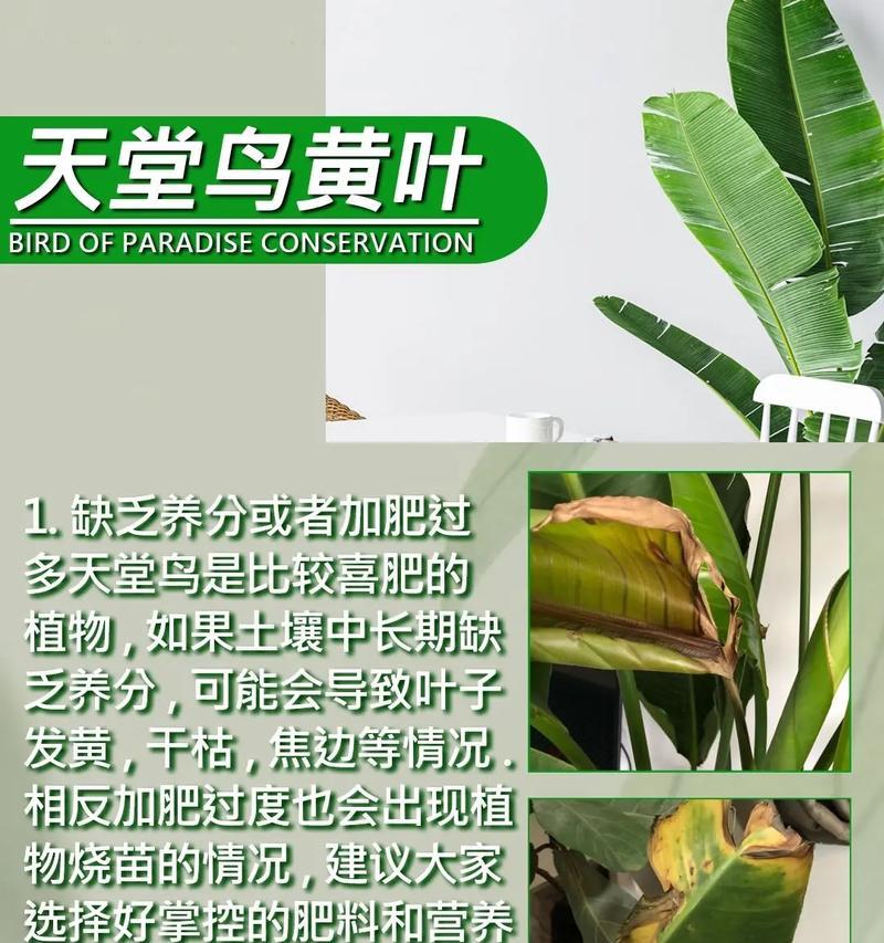 苗期叶子发黄卷叶如何处理？