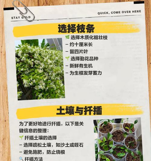 三角梅扦插后侧枝生长问题怎么解决？