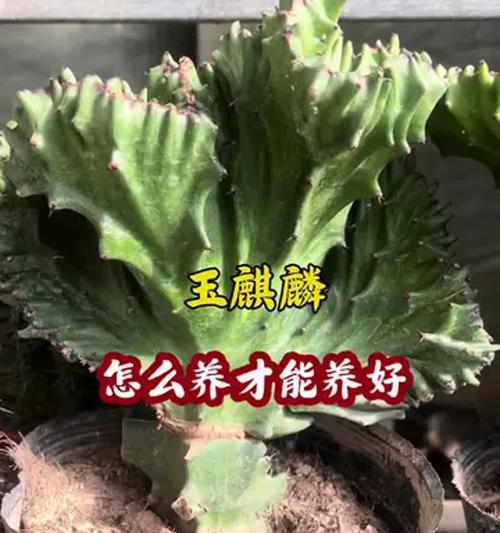 盆景麒麟怎么摆放好？摆放位置和方向有何讲究？