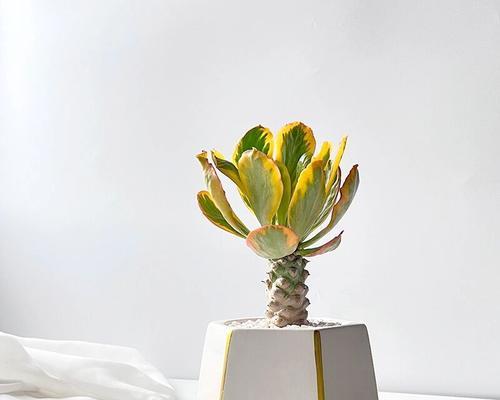 盆景麒麟怎么摆放好？摆放位置和方向有何讲究？