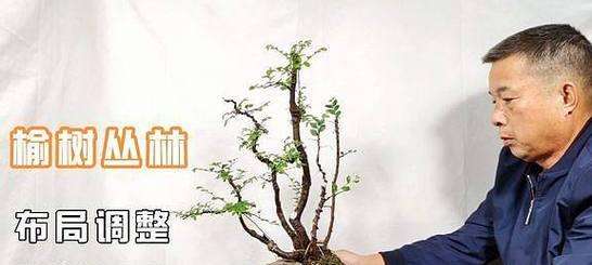 榆树造型盆景修剪技巧有哪些？