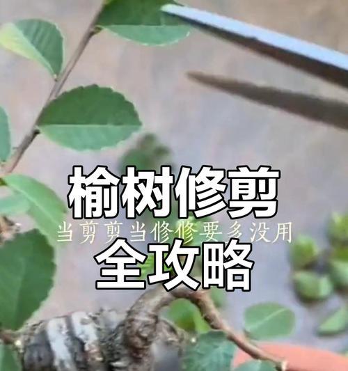 榆树造型盆景修剪技巧有哪些？