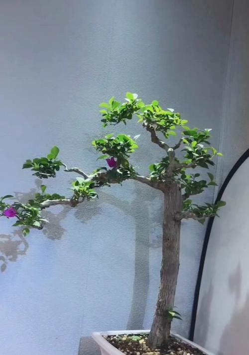 三角梅小叶子如何养护？需要注意哪些事项？