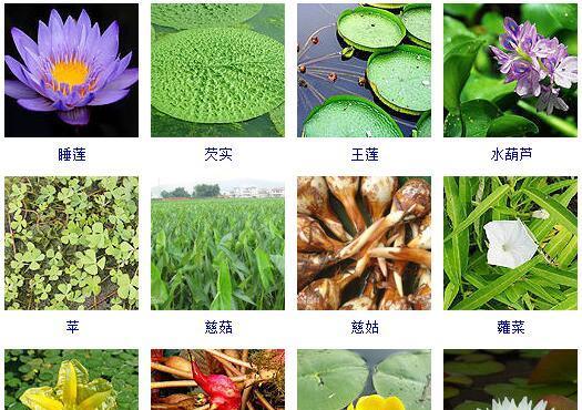 水生植物树枝有哪些种类？不同种类的树枝特点是什么？