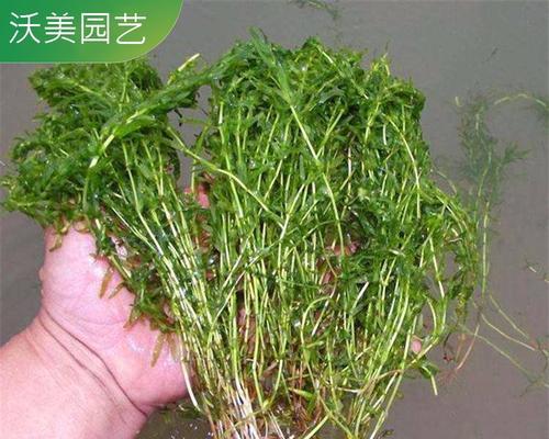 水生植物树枝有哪些种类？不同种类的树枝特点是什么？