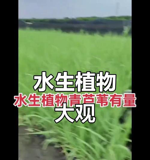 水生植物树枝有哪些种类？不同种类的树枝特点是什么？