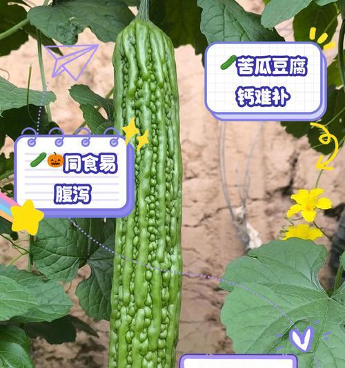 苦瓜的最佳播种时间是什么时候？