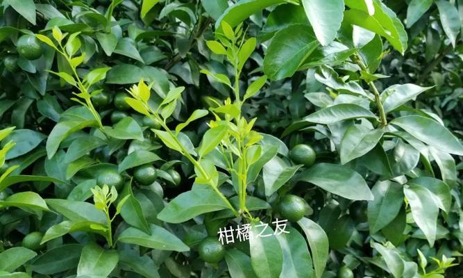 秋梢施肥有哪些有效技巧？