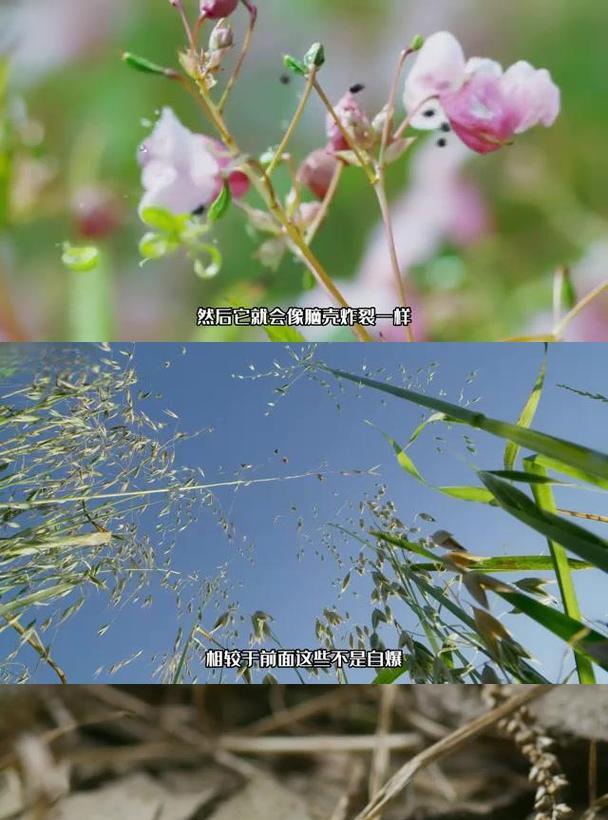 喷瓜传播种子借助什么？喷瓜种子传播的自然机制是什么？