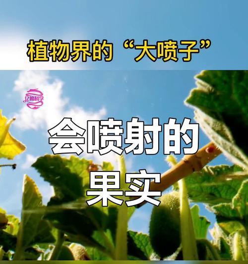 喷瓜传播种子借助什么？喷瓜种子传播的自然机制是什么？