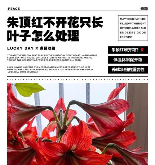 朱顶红不长种荚的原因是什么？